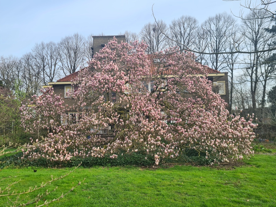 Mega tulpenboom 