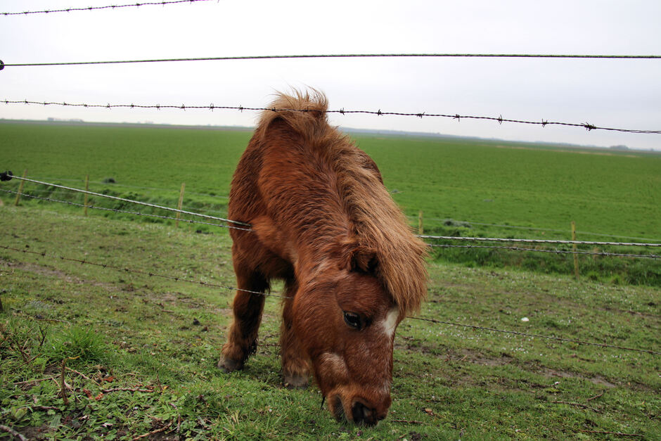 Zacht, grijs en droog weer. Paardjes genieten van gras (over het prikkeldraad heen). Geersdijk, Zeeland