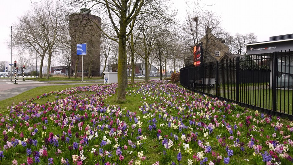 Zon nog (steeds) zoek hier bij de kleurige hyacinten en Belcrumhaven in Breda.