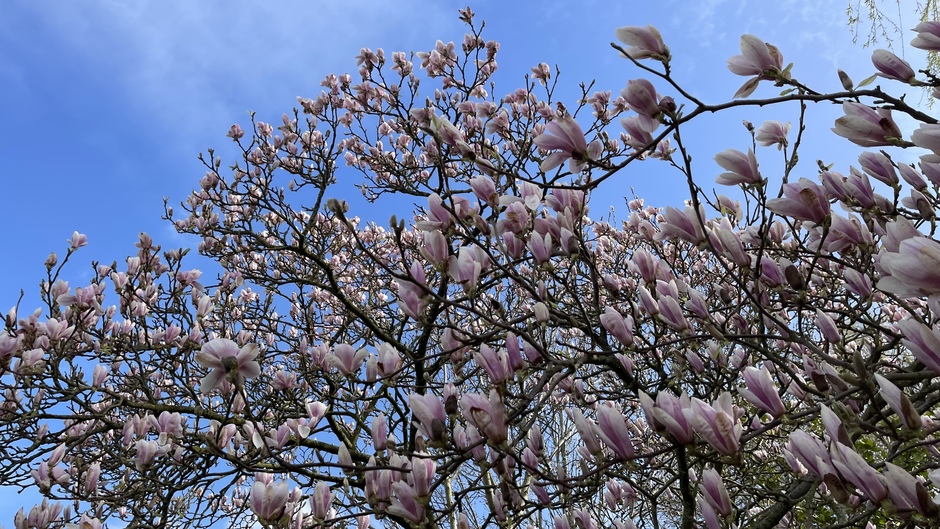 Zon en bloeiende magnolia 