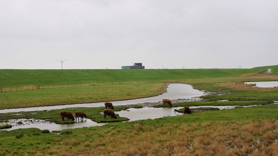 grijs en regenachtig weer 11 gr koeien in natuur gebied