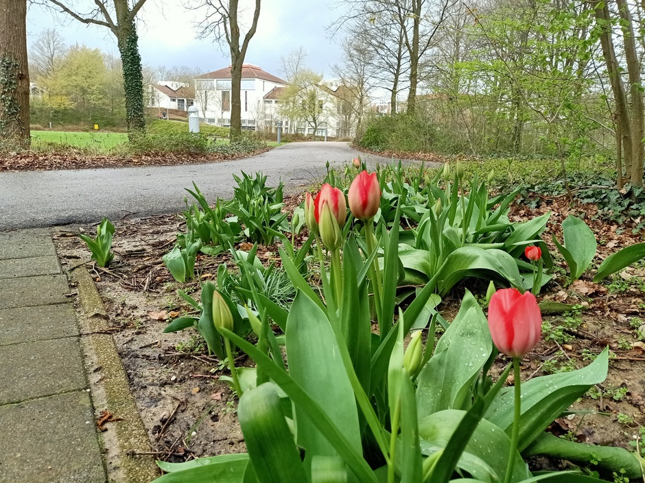 Tulpen uit Landgraaf 