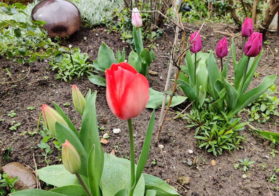 Zoeken vandaag zelf wat kleur, tulpen.