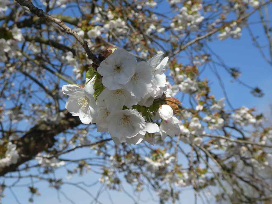 Heerlijke lentebloesems