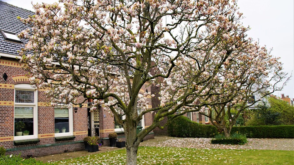 grijs en regenachtig weer 7 gr magnolia bomen in bloei blaadjes  op de grond