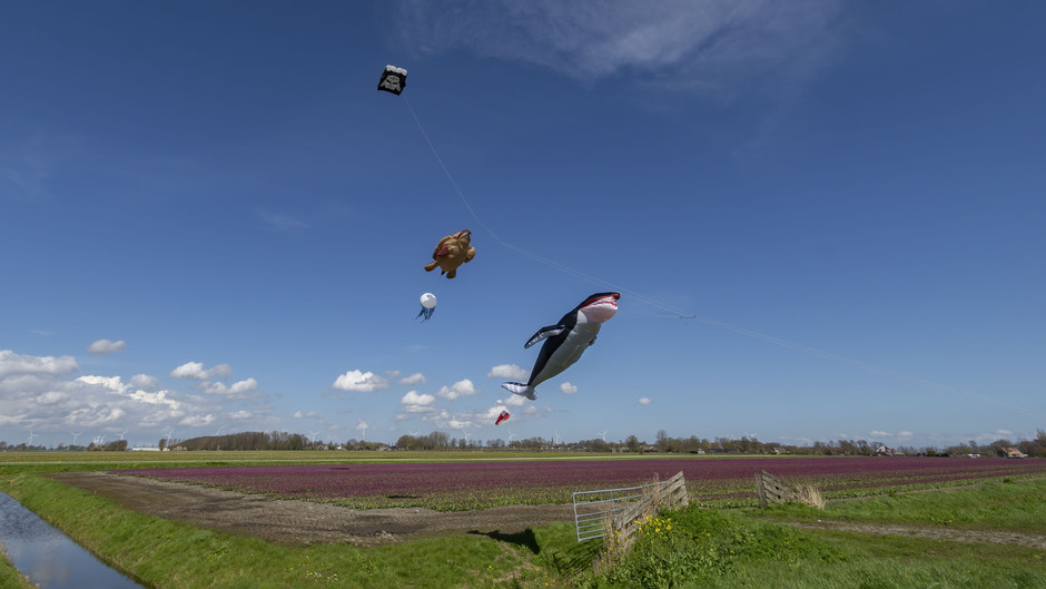 Vliegers boven het tulpenveld