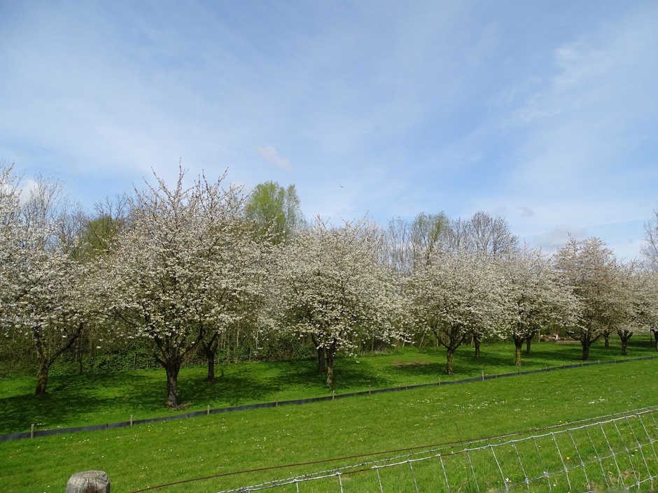 Kersenboomgaard