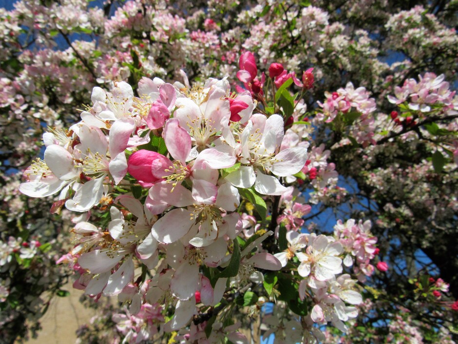 Voorjaarsgevoel, alle knopjes ontluiken en prachtige bloesems komen tevoorschijn, op een zonovergoten lentedag..... 