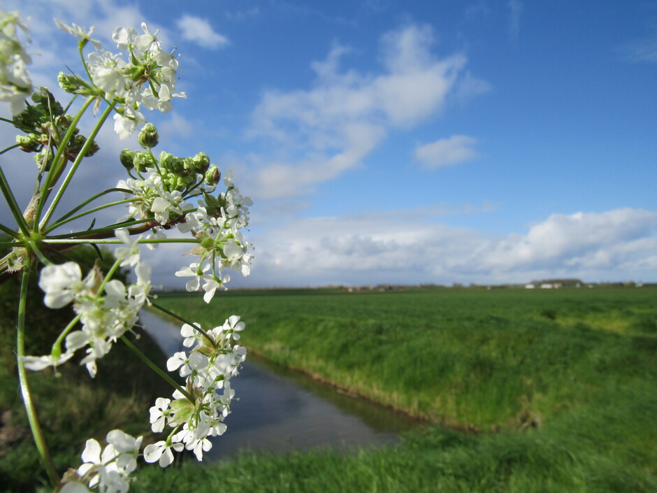 In de polder volop zon, wind en mooie luchten, het Fluitenkruid bloeit volop