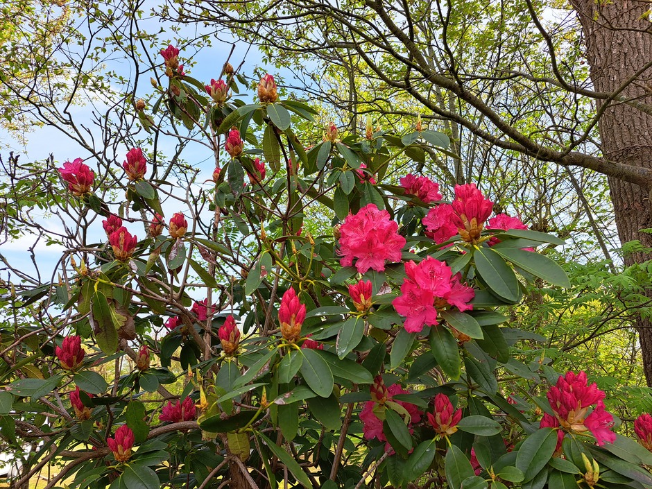 Bloeiende rododendron