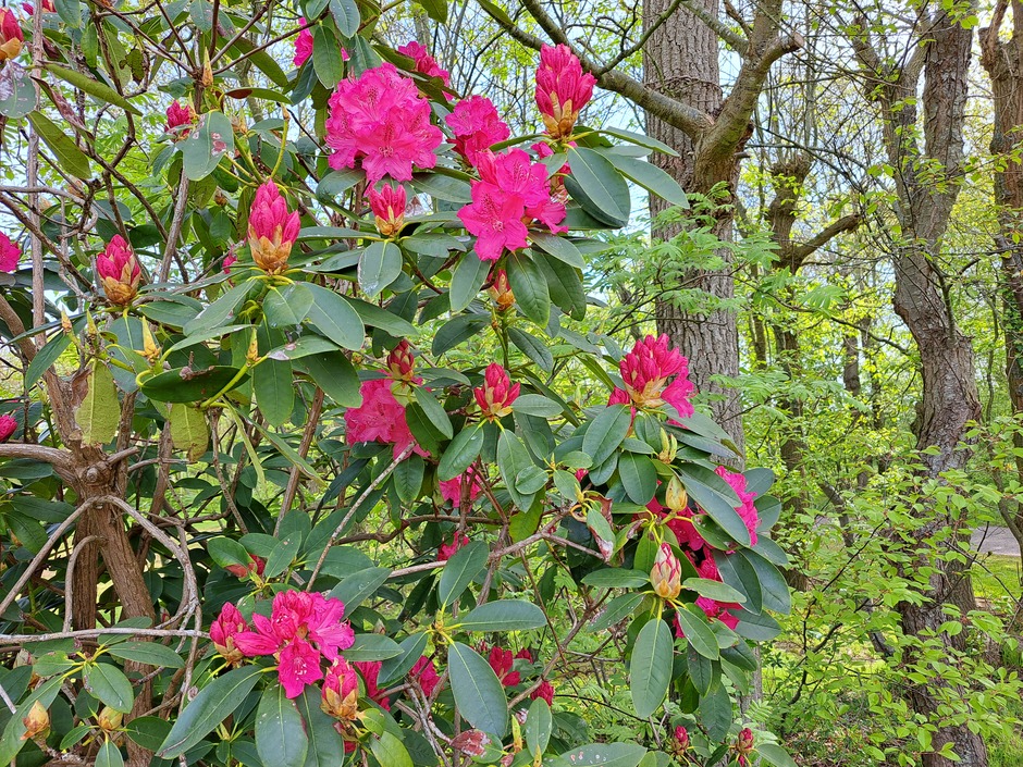 Mooie bloeiende rododendrons 