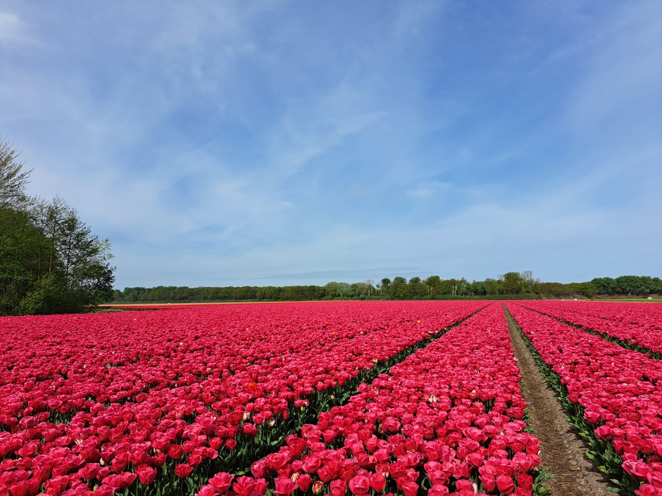 Prachtige tulpenvelden 