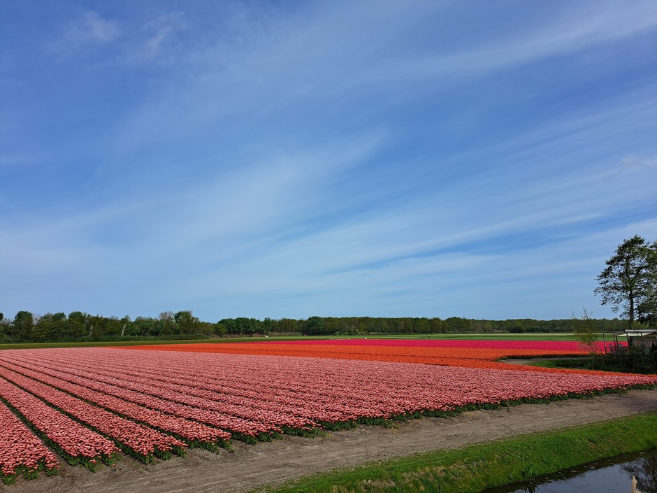 Prachtige tulpenvelden 