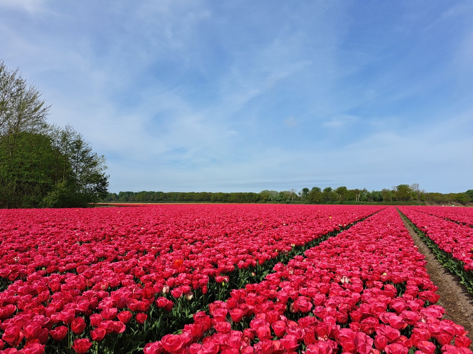 Prachtig tulpenveld