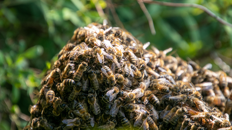 Toch nog lente, nest honingbijen in de tuin 