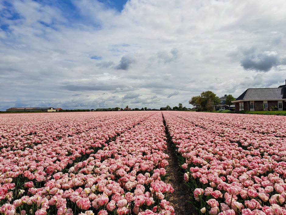 Den Helder..afwisselend weer..dan weer zon,blauwe lucht,wolkjes,dan veel bewolking,bij 1 vn de laatste tulpen velden in bloei