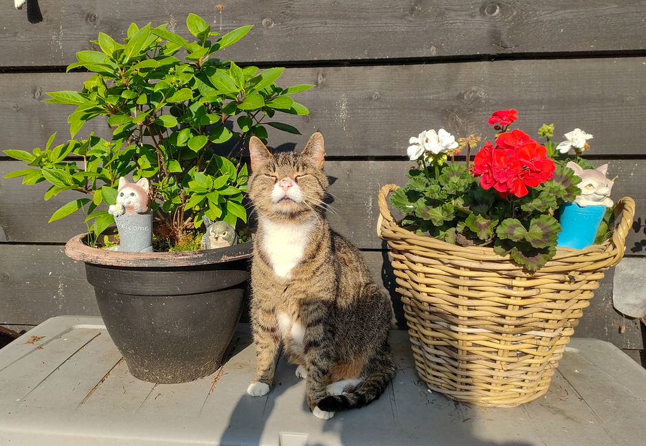 Kat geniet van de zon