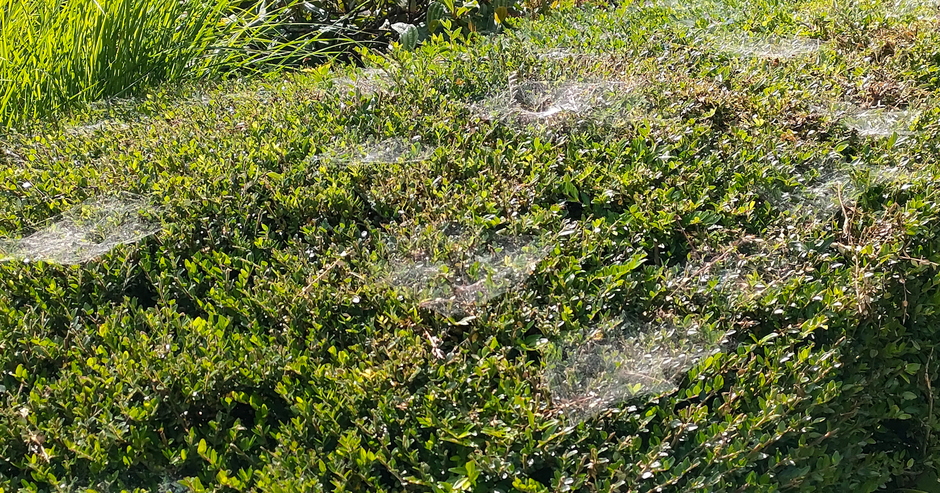 Spinnewebben op de heg