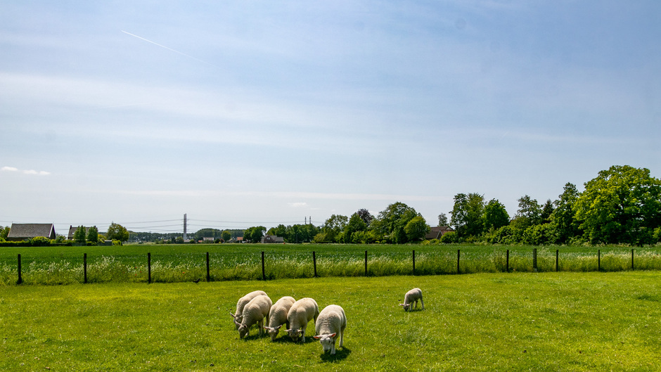 Lammetjes genieten van het gras en het mooie weer 