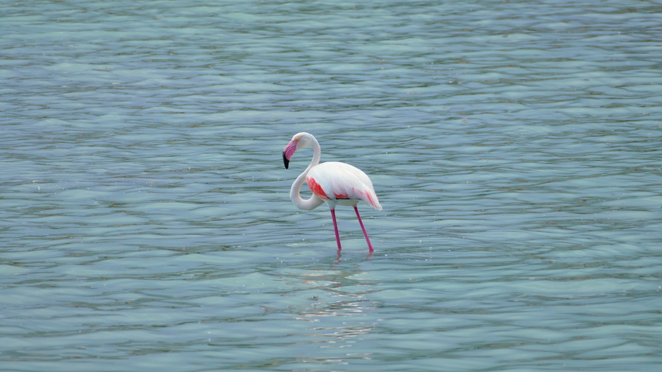 Flamingos in de Salinas de Calp 