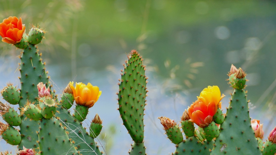 Cactussen in het natuurgebied in Calp 