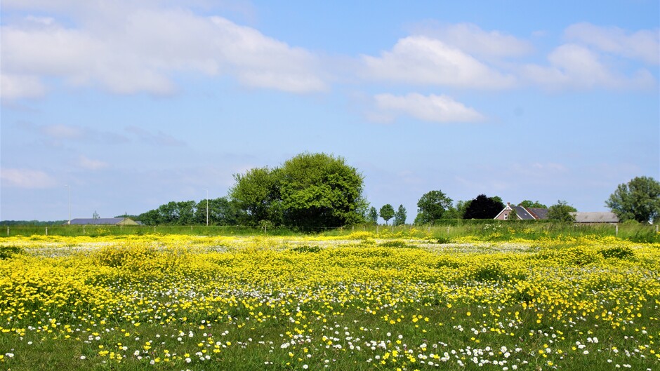 zonnig blauwe lucht wolkjes 17 gr bloementapijt in de wei boterbloemen en madeliefjes