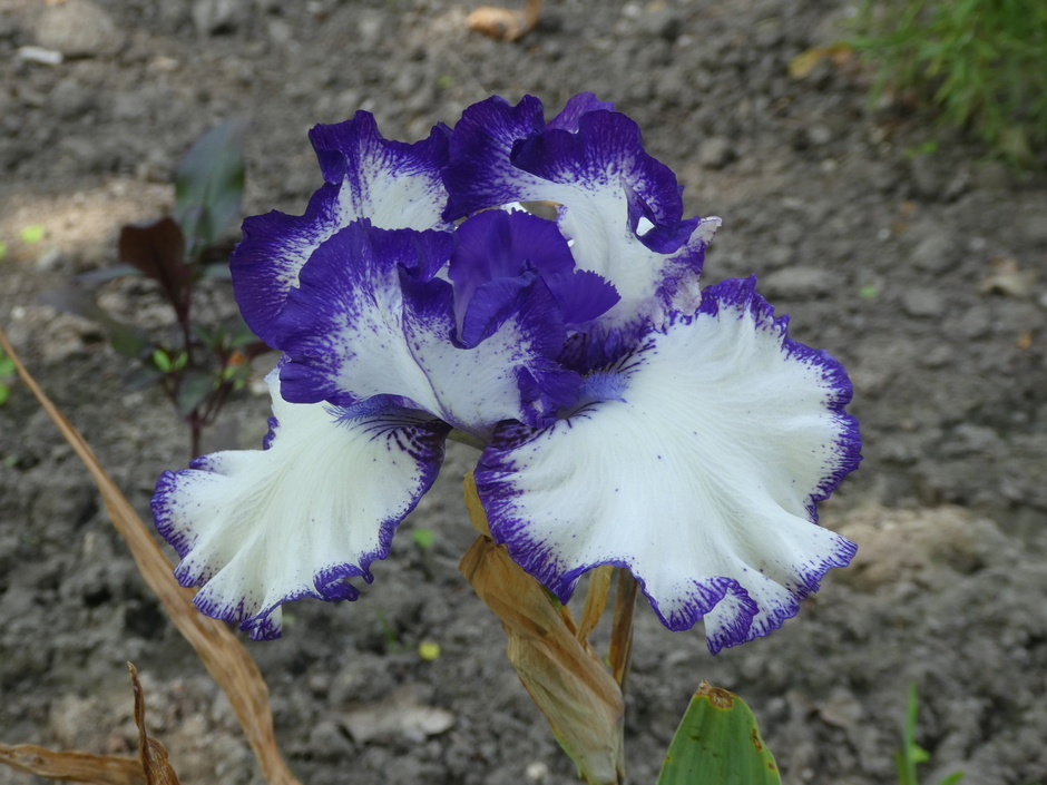 Iris Germanica "Rare Treat"