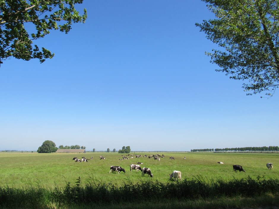 Koeien grazen in de wei en luieren in het zonnetje, het is heerlijk lenteweer vandaag!