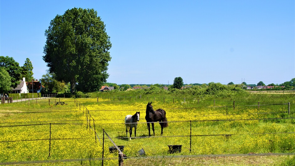 zonnig strak blauwe lucht 22 gr in de wei met bloemen en paarden