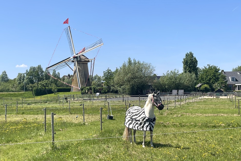 Zebra in wei molens, Strakblauw wind Kijkduin, zomerkoninkjes,wei molen, bloemrijke polder