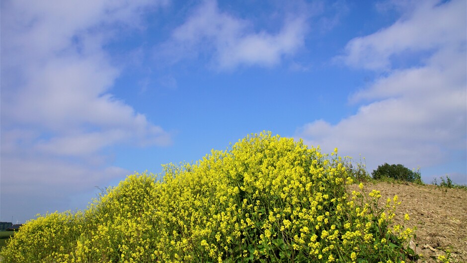 zon blauwe lucht wolken 13 gr koolzaad in bloei
