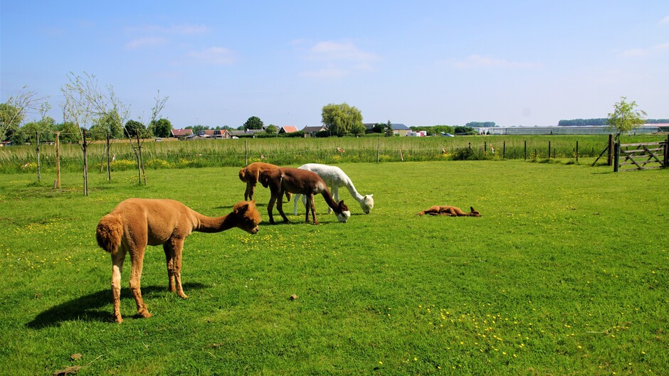 zonnig blauwe lucht 17 gr alpaca`s in de wei met jong op de grond