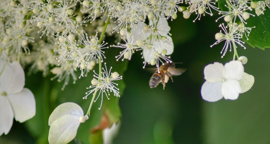 Bezige bijtjes met volle pootjes in de bloeiende klimhortensia 