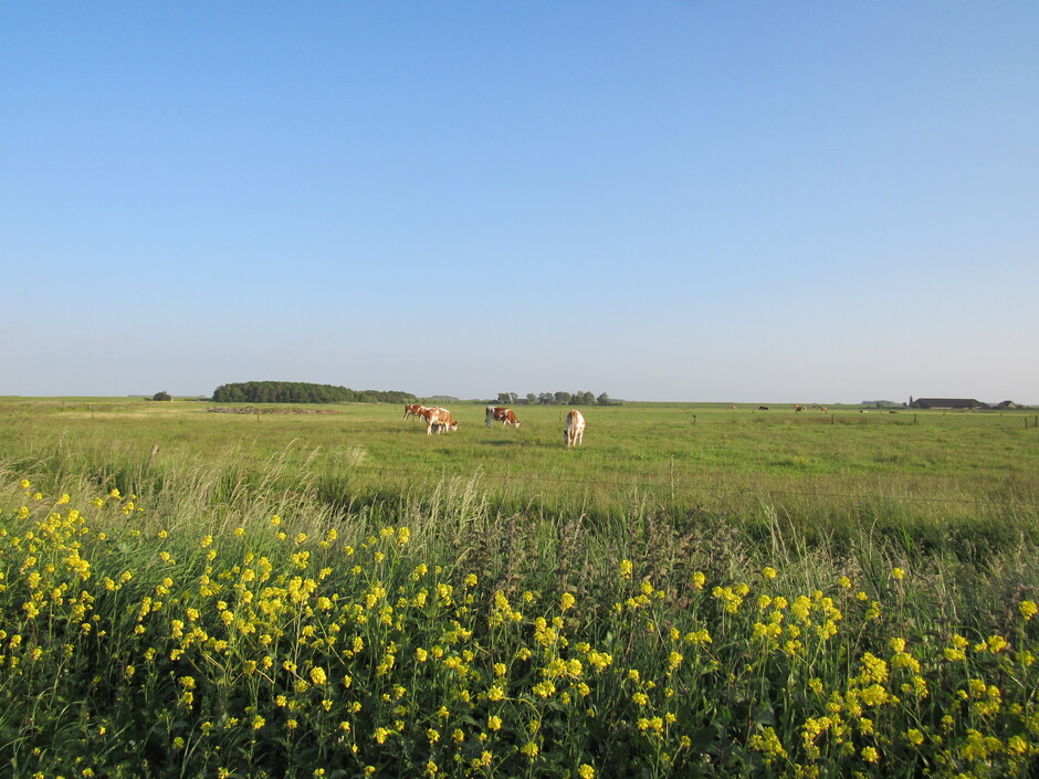 Koeien nog heerlijk aan het grazen, het is al 19.30 uur en de zon schijnt volop nu, na een overwegend bewolkte dag
