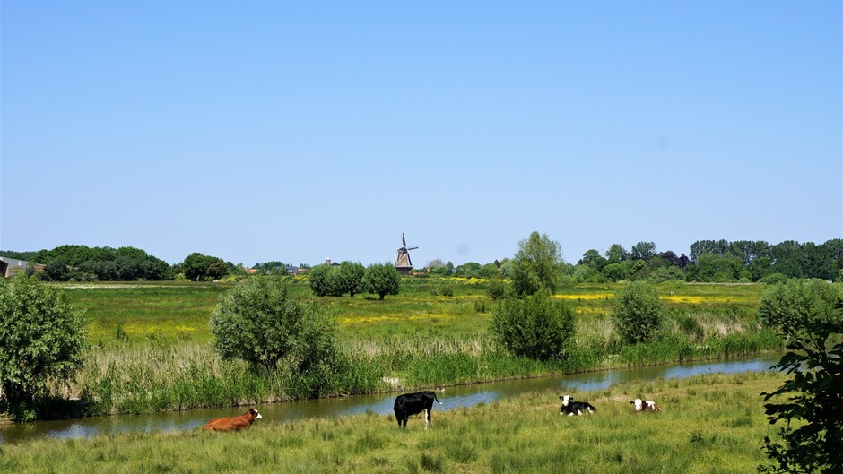 zonnig strak blauwe lucht 22 gr  koeien in de natuur met molen