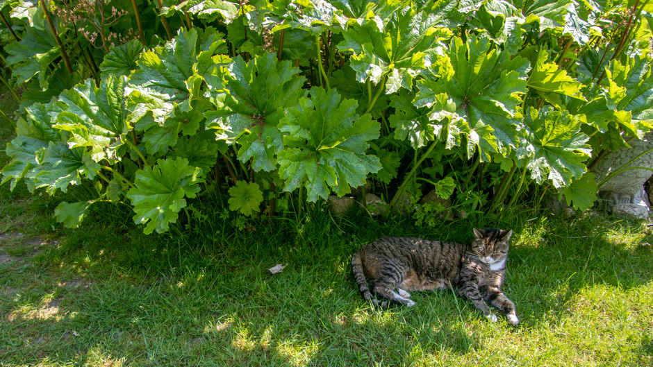 Kat Onder de grote bladeren uit de zon, in de schaduw