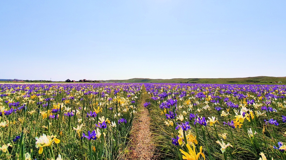 Prachtige velden met mooie irissen zijn er weer.