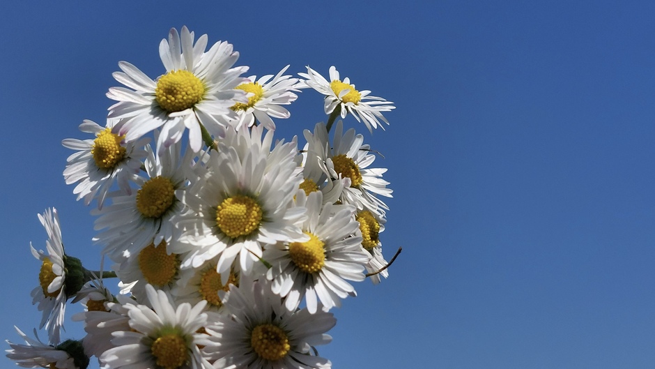 Madeliefjes gekozen als nationale bloem Nederland