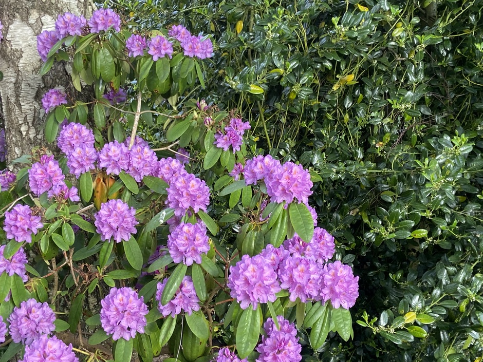 Prachtige paarse bloemen