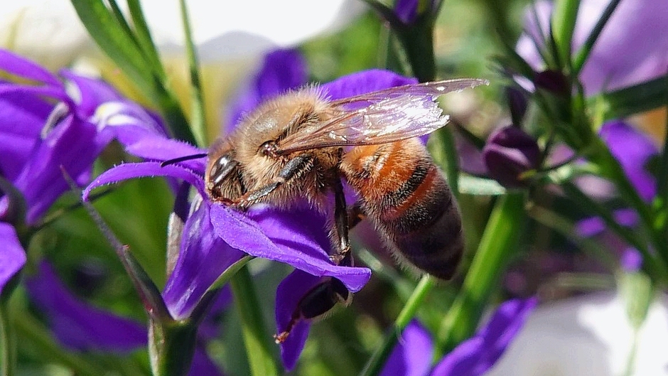 Honingbij op bloem