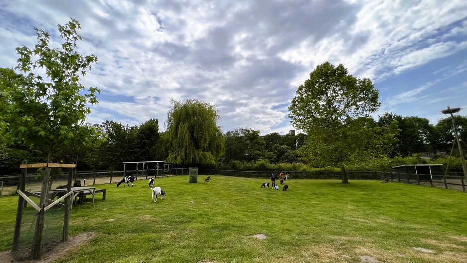 Liniepark in het mooie groen en de kinderboerderij met o.a. ooievaars in Breda bij 24 graden.