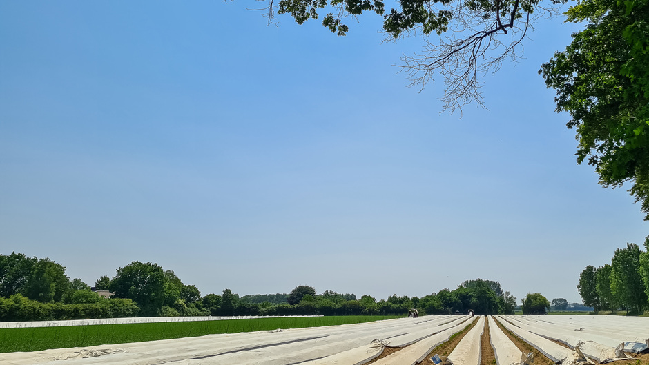Zon boven wit afgedekt aspergeveld in Drempt