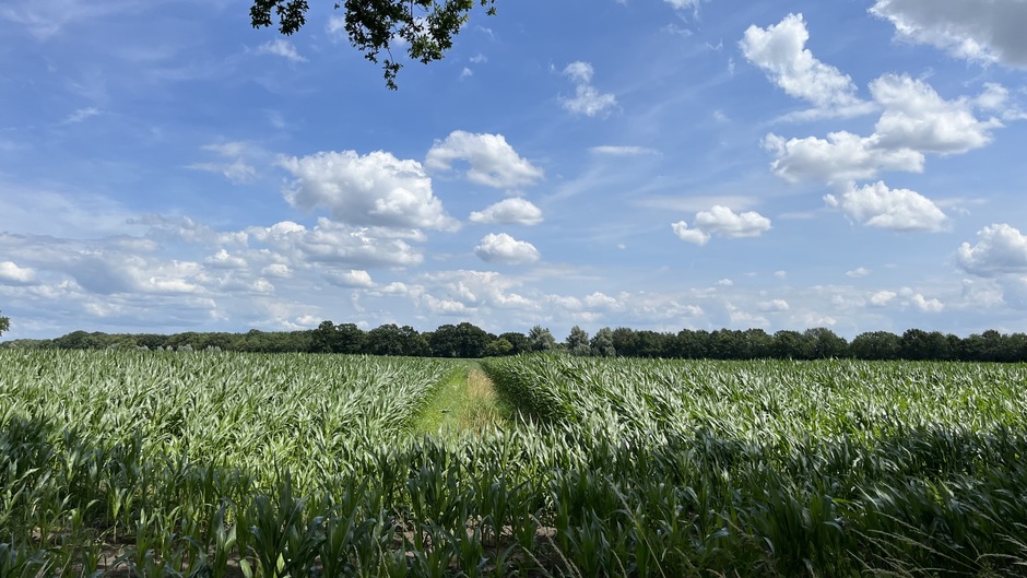 Mais schiet omhoog in het Brabantse.