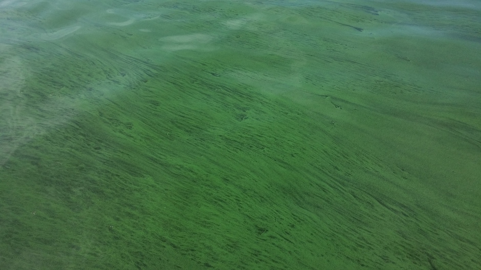 Groene algen-'soep' op het Alkmaarder meer...