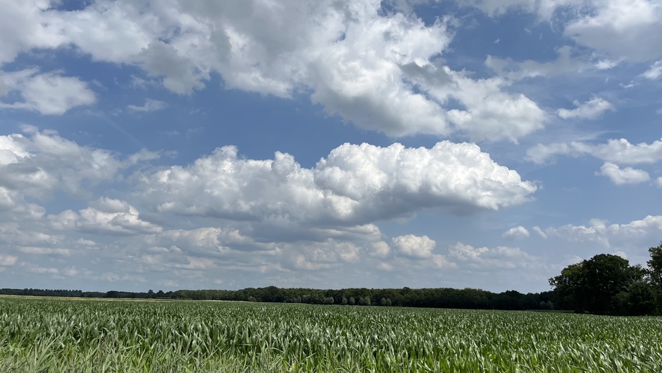 Bloemkool wolken boven het groeiende mais.