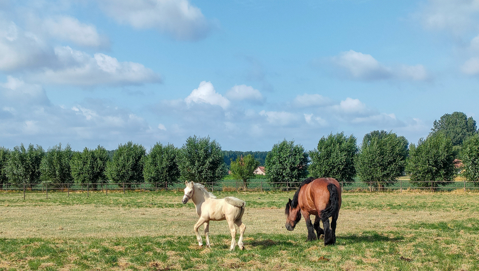Lekker genieten voor de paarden, wind zon en niet al te warm