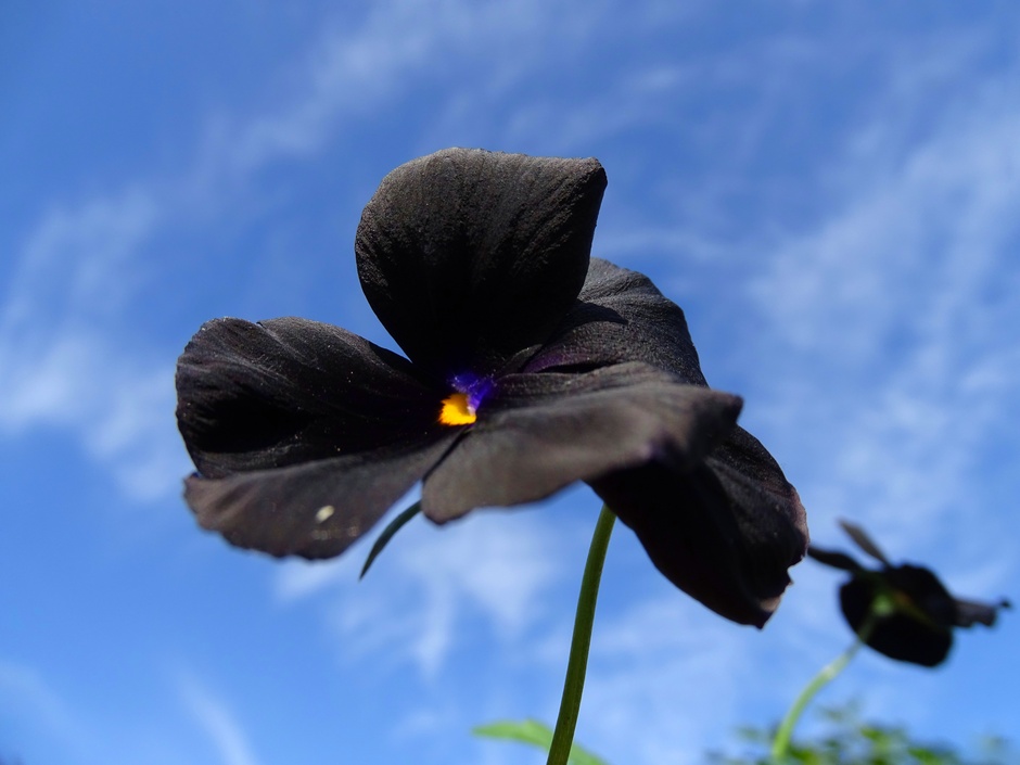 Sluierbewolking achter een zwart viooltje 