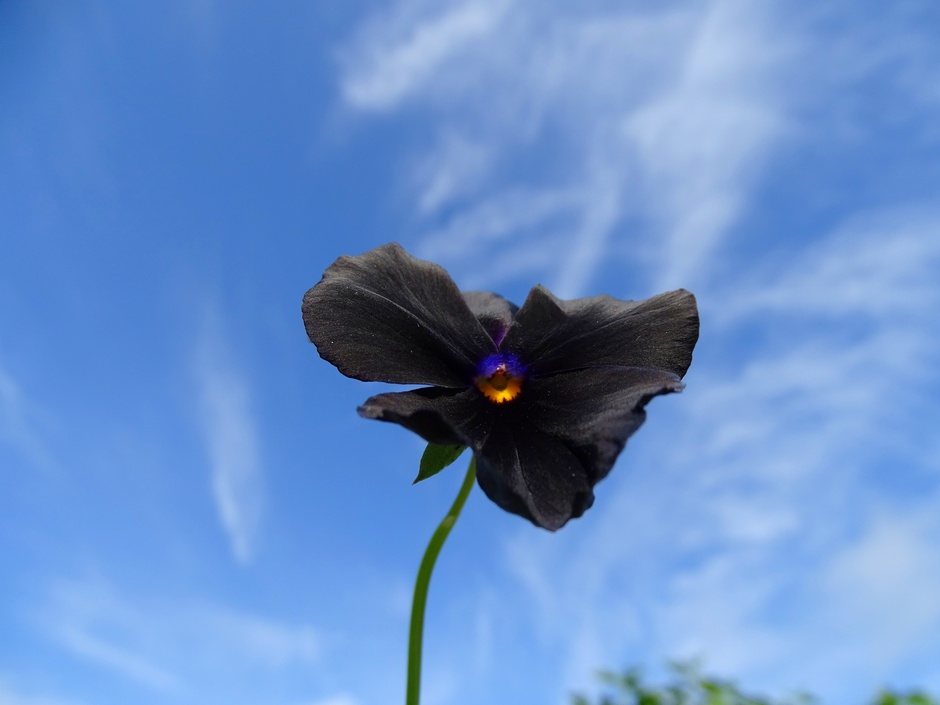 Sluierbewolking achter een zwart viooltje 