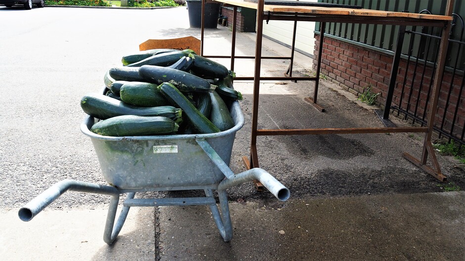 COURGETTES GEPLUKT