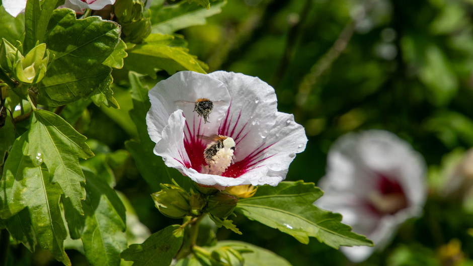 Druk bij de beregende hibiscusbloem met de bijtjes 